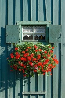 Window with shutters and flower box with geraniums (Pelargonium spec.) in old colourfully painted