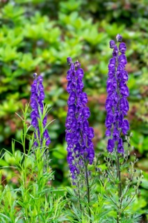 Monkshood (Aconitum napellus), North Rhine-Westphalia, Germany, Europe