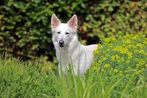 White Swiss Shepherd Dog