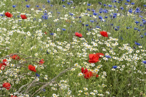 Poppy flower (Papaver Rhoeas), cornflower (Centaurea cyanea) and Scentless mayweed