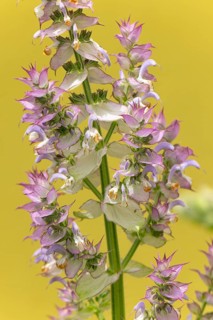 Flowers of clary (Salvia sclarea) with delicate purple blossoms on a blurred yellow background in