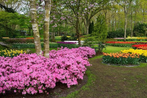 Tulips (Tulipa) and Japanese azaleas (Rhododendron) at Keukenhof, Lisse, South Holland