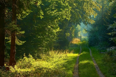 Picturesque forest path with bright sunbeams and lush greenery, a peaceful nature picture,