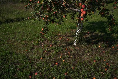Fallen fruit, apple tree, red apples, meadow orchard, Waiblingen, Baden-Württemberg, Germany,