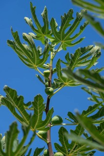 Common fig (Ficus carica) with young fruits, blue sky, Baden-Württemberg, Germany, Europe