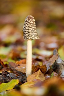 Magpie mushroom (Coprinopsis picacea) growing in a forest in autmn, Bavaria, Germany, Europe
