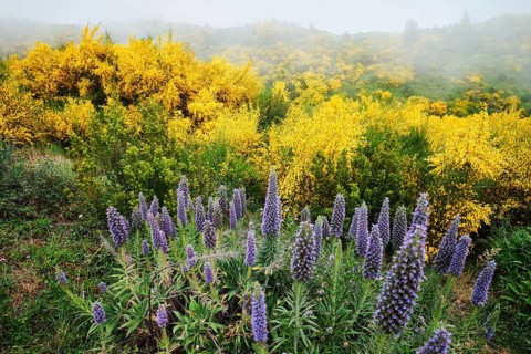 Madeira landscape with Pride of Madeira flowers and blooming Cytisus shrubs and mountains in clouds