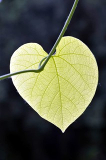 Leaf of a fence vetch, Germany, Europe