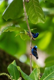The red-legged honeycreeper (Cyanerpes cyaneus), two adult males on a branch, blue birds in the