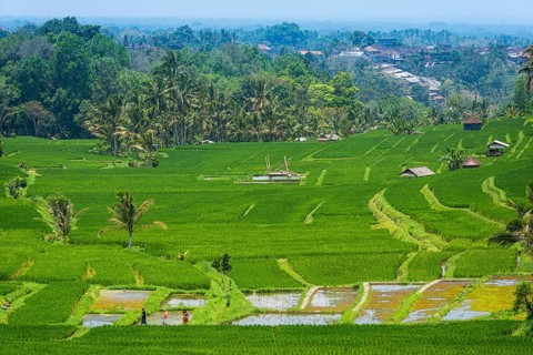 Jatiluwih, rice terrace, rice field, agriculture, export, tourism, travel, landscape, UNESCO, Bali,