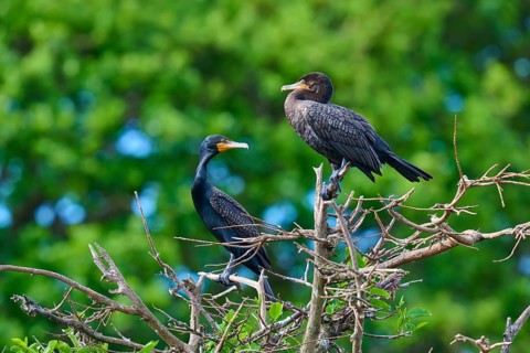 Double-crested cormorant (Phalacrocorax auritus), two birds on tree, Wakodahatchee Wetlands, Delray