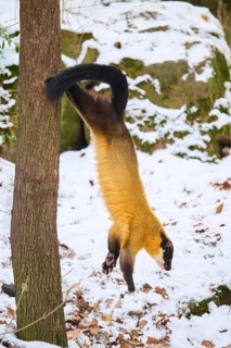 Yellow-throated marten (Martes flavigula) jumping down a tree in winter, Germany, Europe