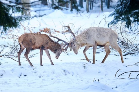 Red deer (Cervus elaphus) albino stag arguing with another in a forest in winter, snow, Bavaria,