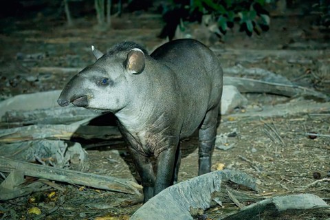 Brazilian tapir (Tapirus terrestris) in the tropical forest at night, Alta Floresta, Amazon,