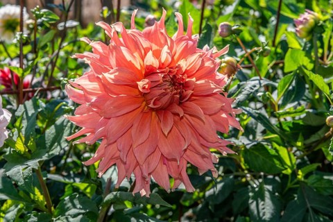 Flowering Dahlias (Dahlia), variety Fairway Spur in the Dahlia Farm in Löderup, Ystad municipality,