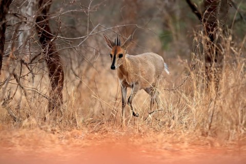 Crowned duiker (Sylvicapra grimmia), adult, male, running, foraging, Kruger National Park, Kruger
