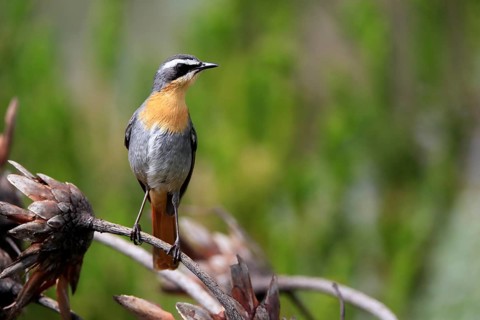 Cossypha caffra, adult, on guard, Protea, Kirstenbosch Botanical Gardens, Cape Town, South Africa,