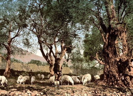 Shepherd tending sheep in an olive grove, Menton on the Riviera, France, c. 1895, Historic,