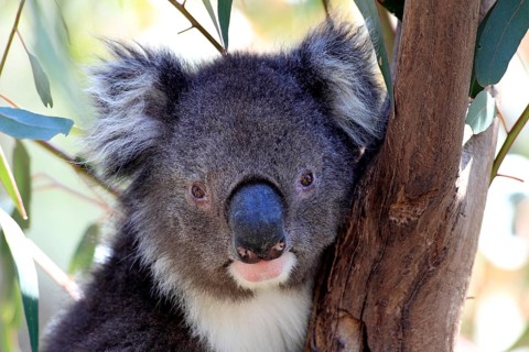 Koala (Phascolarctos cinereus), subadult, half-grown juvenile, on tree, Kangaroo Island, South