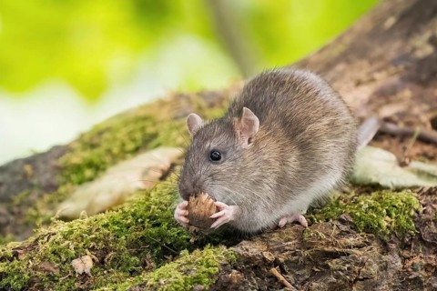 A Norway rat (Rattus norvegicus) holding a nut in its mouth, sitting on a tree trunk in the forest,