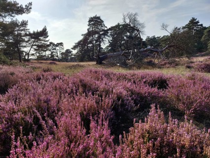 Landscape with blooming heather and pine trees, De Hoge Veluwe National Park, Otterlo, province of