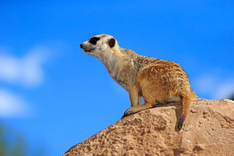 Meerkat (Suricata suricatta), adult on rock, alert, Klein Karoo, Western Cape, South Africa, Africa