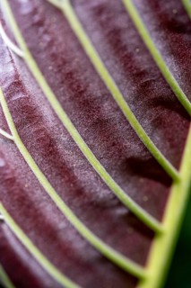 Details of a leaf, leaf veins, Tortuguero National Park, Costa Rica, Central America