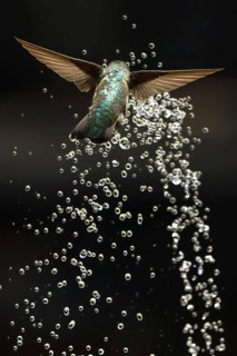 Anna's hummingbird (calypte anna) enjoying the water fountain drops