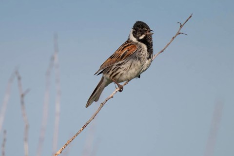 Reed bunting (Emberiza schoeniclus), male sitting on a branch, animal portrait, Bagges Dæmning,