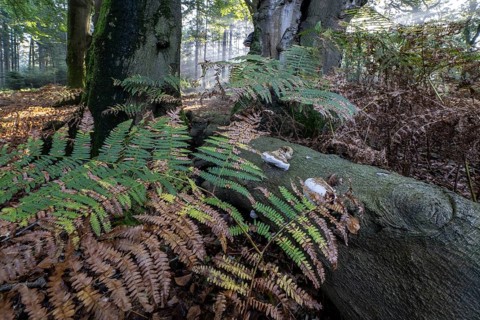 Bracken fern (Pteridium aquilinum) and tinder fungus (Fomes fomentarius) in a light-flooded beech