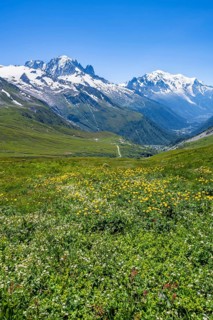Flower meadow and mountain panorama with glaciated mountain peaks, view of Aiguille du Midi and