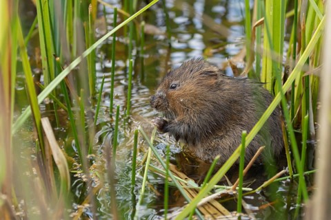 Water vole (Arvicola amphibius) adult rodent animal feeding on a reed leaf in a reedbed on a pond,