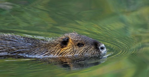 Coypu, nutria (Myocastor coypus) swimming in pond, invasive rodent in Europe, native to South