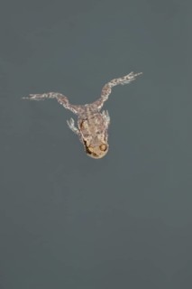 Common toad (Bufo bufo) adult amphibian swimming in a pond, England, United Kingdom, Europe