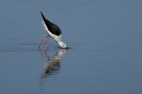 Black winged stilt (Himantopus himantopus) adult wading bird feeding in shallow water, England,