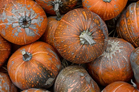 Orange spotted pumpkins at market. Generative Ai, AI generated
