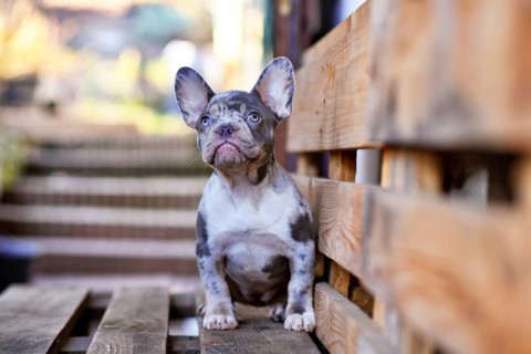 Young blue merle tan French Bulldog dog sitting on wooden palette