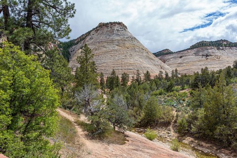 Patterns of erosion on the rock formations in the Checkerboard Mesa area of Zion National Park,