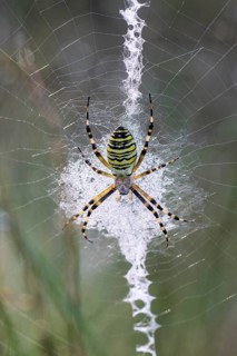 Wasp spider (Argiope bruennichi), Emsland, Lower Saxony, Germany, Europe
