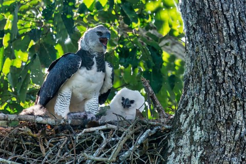 Female Harpy Eagle, Harpia harpyja, with a pray in the nest with her chick, Alta Floresta, Amazon,