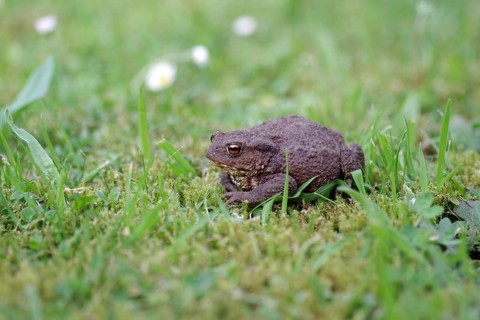 Common toad (Bufo Bufo), female, frog, grass, close-up of a toad in the garden