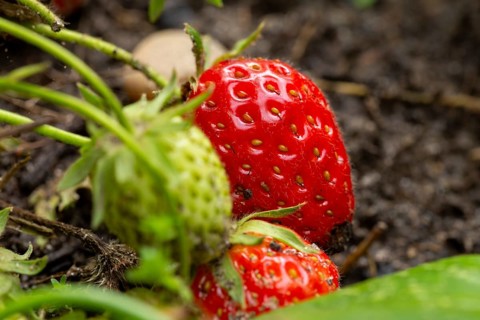 Close-up of a ripe strawberry in the kitchen garden