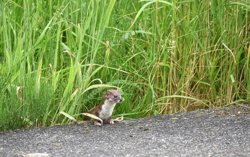 Weasel by the wayside, Schleswig-Holstein, Germany, Europe