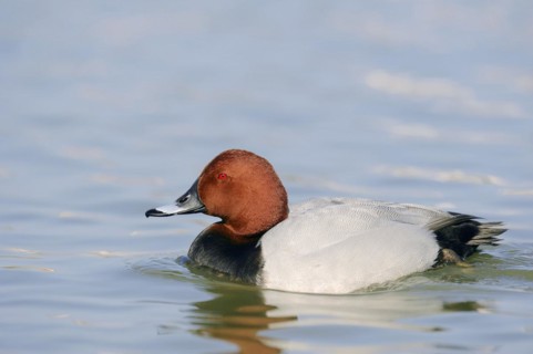 Common Pochard (Aythya ferina), male, Camargue, Provence, southern France