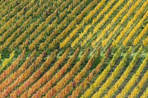 Vineyards in autumn, Rotenberg, Stuttgart, Baden-Württemberg, Germany, Europe