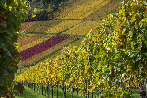 Vineyards in autumn, Rotenberg, Stuttgart, Baden-Württemberg, Germany, Europe