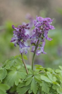 Hollow larkspur (Corydalis cava), Bad Iburg, Lower Saxony, Germany, Europe