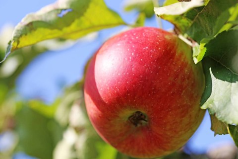 Ripe apple on the tree
