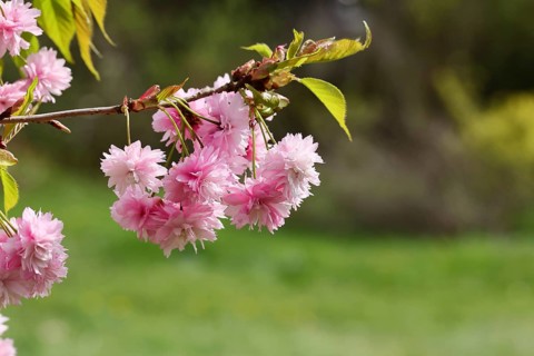 Japanese cherry (Prunus serrulata), branch with pink flowers, Wilnsdorf, North Rhine-Westphalia,