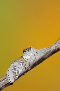 Sallow kitten moth (Furcula furcula), North Rhine-Westphalia, Germany, Europe